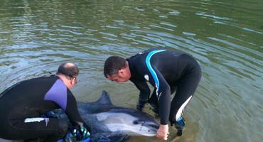 Delfín varado en Ribadesella
