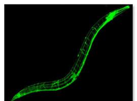 El Centro de Investigación del Cáncer estudia la apoptosis en el gusano \C. elegans\