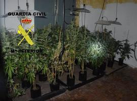 Desmantelan un plantío de marihuana en Olloniego