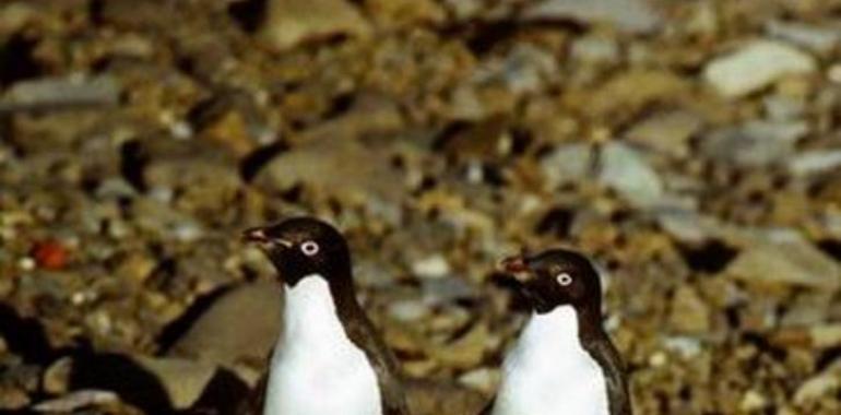 La contaminación llega a los pingüinos antárticos