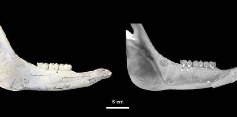 El análisis de la dentadura refleja la vida de caballos de hace 9 millones de años