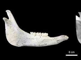 El análisis de la dentadura refleja la vida de caballos de hace 9 millones de años