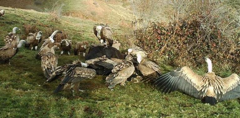 Investigadores asturianos alertan del daño a las especies en peligro por la rigidez sanitaria