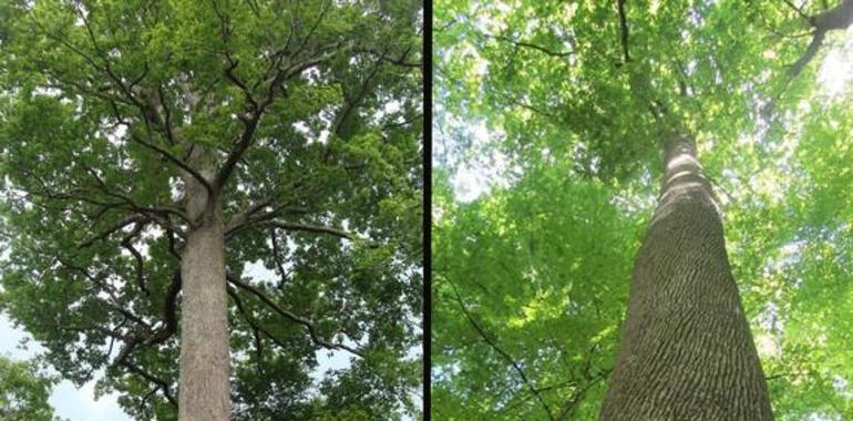 El roble guarda el secreto de la longevidad arbórea