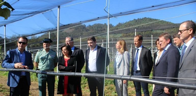 El kiwi asturiano busca productores en las cuencas de Caudal y Nalón