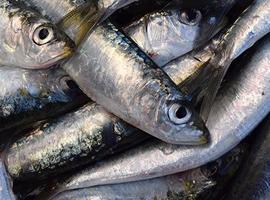 La preocupante escasez de sardina obliga a reducir cuotas