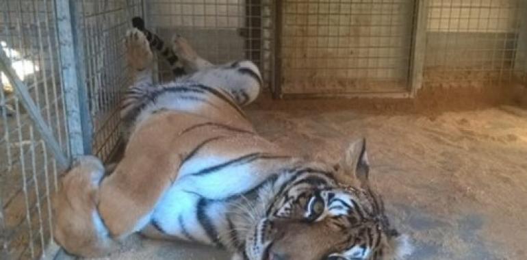 Zoo de Oviedo: Salvar a las tigresas jubiladas del circo