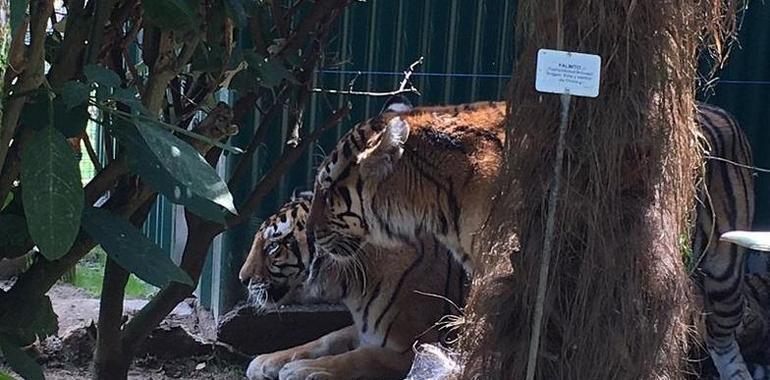 El zoo de Oviedo ya acoge a las dos Tigresas jubiladas de un circo