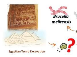Un queso de 3.200 años, con brucelosis, en una tumba egipcia