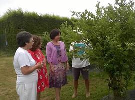 La producción ecológica de arándanos en Asturias supera las 400 toneladas
