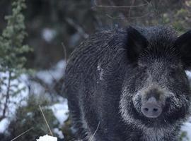 FORO culpa al PSOE de la plaga de osos, lobos y jabalíes en calles y campos de Asturias