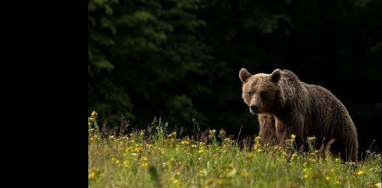 El oso cantábrico conserva celosamente ADN del Oso Cavernario