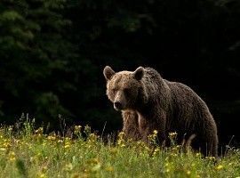 El oso cantábrico conserva celosamente ADN del Oso Cavernario