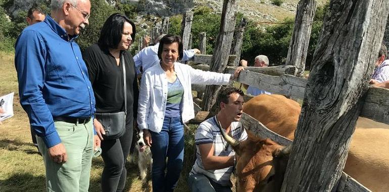 Satélites y GPS jubilan el esquilón en la ganadería asturiana