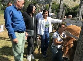 Satélites y GPS jubilan el esquilón en la ganadería asturiana