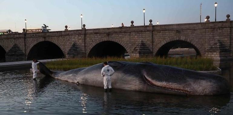 Whale, el cachalote del Manzanares