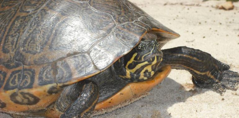 Las tortugas se extinguen en el mundo con enorme peligro para los humanos