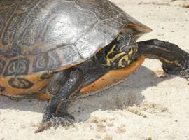 Las tortugas se extinguen en el mundo con enorme peligro para los humanos