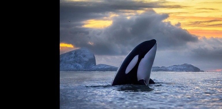 La contaminación humana asesina a las orcas del planeta