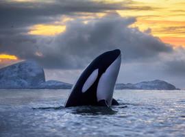 La contaminación humana asesina a las orcas del planeta