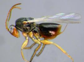 El CSIC descubre ocho nuevas especies de avispas en Panamá