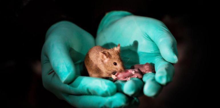 Nacen en China crías de ratón sanas de dos madres