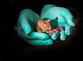 Nacen en China crías de ratón sanas de dos madres