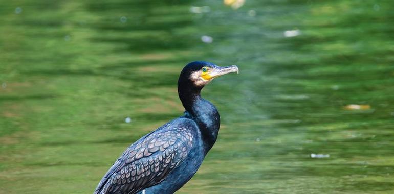 Coordinadora Ecoloxista contra la matanza de cormoranes