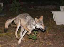 Liberan a cinco ejemplares de lobo gris mexicano en el norte del país 