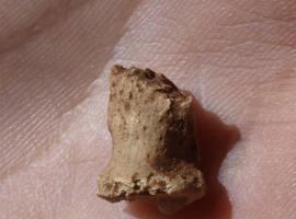 Primera publicación confirma la existencia de neandertales en Atapuerca