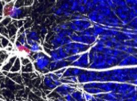 Descubren cómo reducir la pérdida de células madre por envejecimiento en el cerebro de ratones