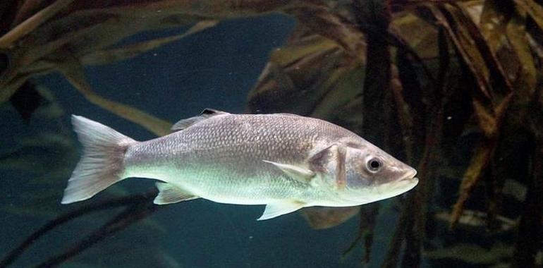 Investigadores del CSIC desarrollan un test que predice el sexo de los peces