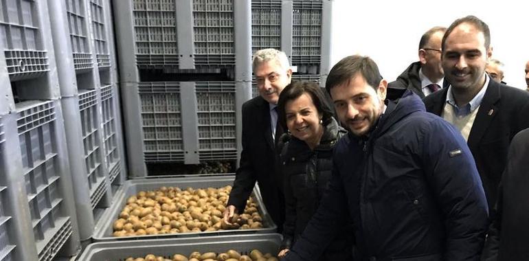 Asturias duplicó su producción de kiwi y aún hay margen de crecimiento