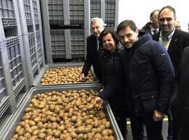 Asturias duplicó su producción de kiwi y aún hay margen de crecimiento