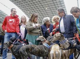 Exitosa feria de Adopción Responsable de animales en Torrelavega