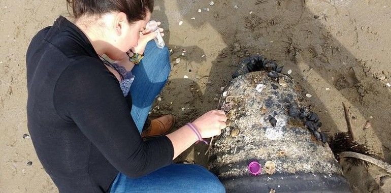 UniOvi investiga como los plásticos del mar ayudan a transportar especies exóticas e invasoras