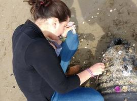 UniOvi investiga como los plásticos del mar ayudan a transportar especies exóticas e invasoras