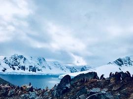 La avaricia gubernamental da al traste con el gran Santuario Antártico