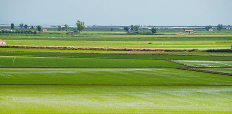 Los productores de arroz piden el fin de las importaciones sin aranceles desde Camboya y Myanmar