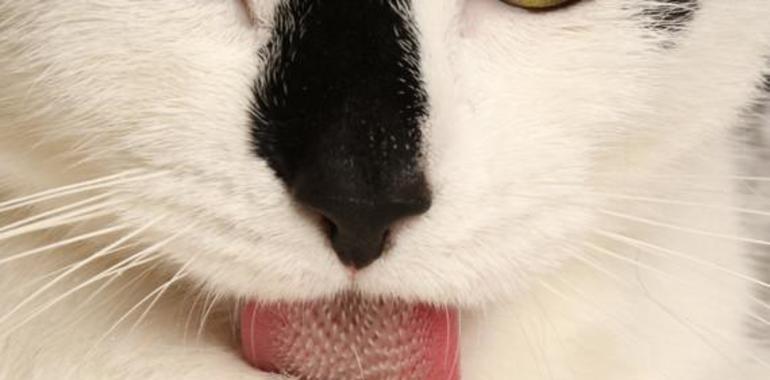 Asombrosa lengua limpialotodo de los gatos