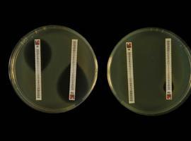 Una nueva técnica predice la resistencia de los microbios intestinales a los antibióticos