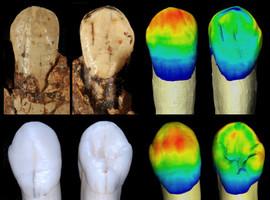 Los neandertales compartían rasgos dentales con otras especies humanas