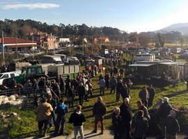 La Feria de Ganado de Santa Lucía se celebrará el 13 de diciembre en Posada de Llanes
