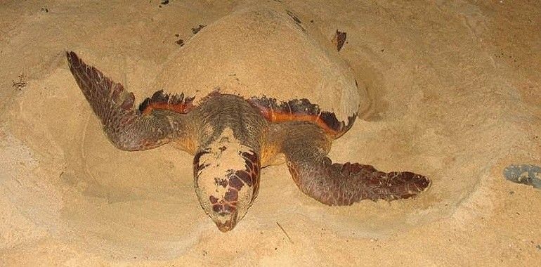 La anidación de tortugas marinas se triplica en la colonia de Cabo Verde