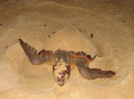 La anidación de tortugas marinas se triplica en la colonia de Cabo Verde