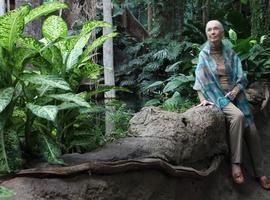 Jane Goodall: Estamos causando la sexta extinción masiva de especies 