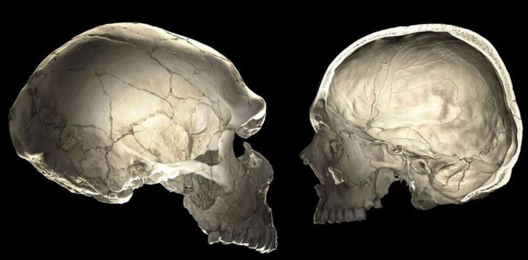 Humanos modernos con cráneo neandertal