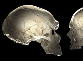 Humanos modernos con cráneo neandertal