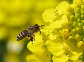 Descubren que las abejas se adaptan a zonas altas mediante cambios en su comportamiento