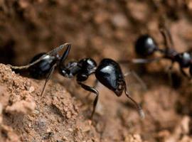 Las hormigas se organizan por tamaños para recolectar más semillas